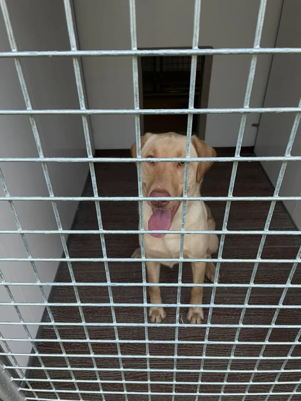A happy tan dog looking out from its kennel run