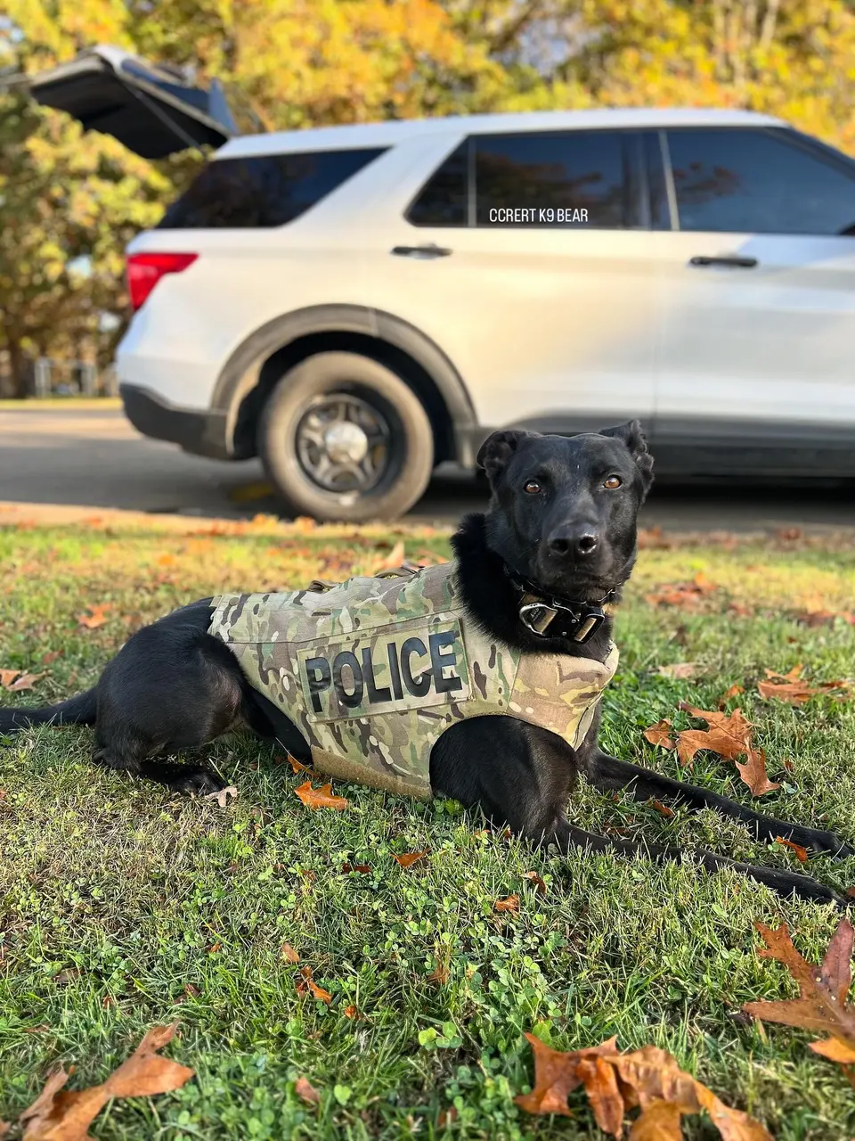 A black police dog in a POLICE vest sitting in front of a patrol vehicle