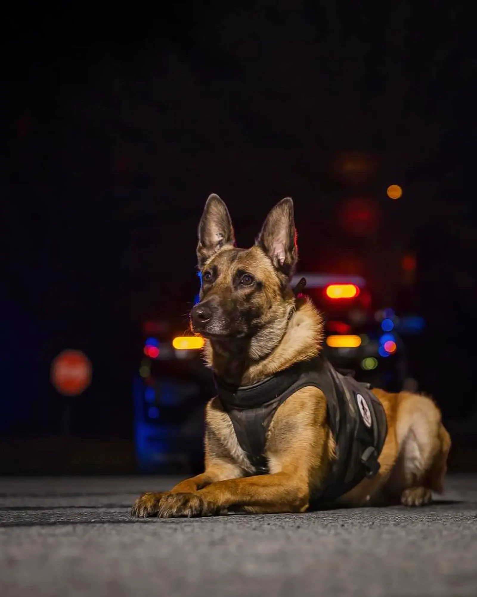 A Belgian Malinois in a harness at night with police lights behind it