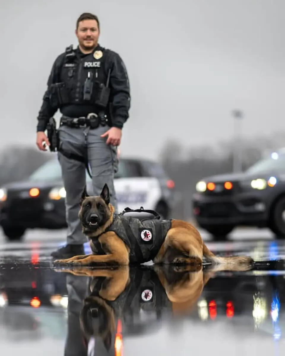 A K9 handler standing behind a Belgian Malinois lying in the rain with patrol cars behind them