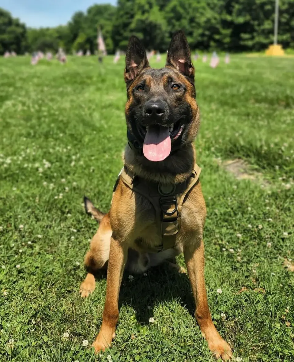 A smiling Belgian Malinois in a harness sitting in the grass
