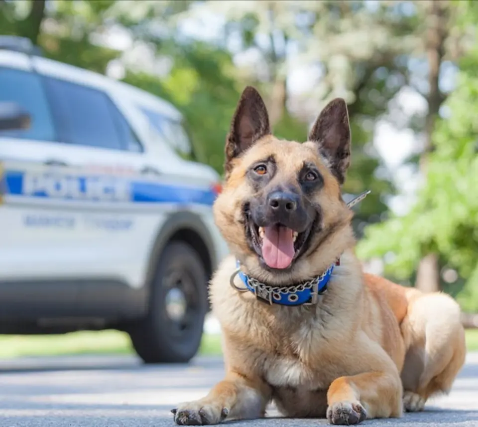 A smiling Belgian Malinois lying in front of a police SUV