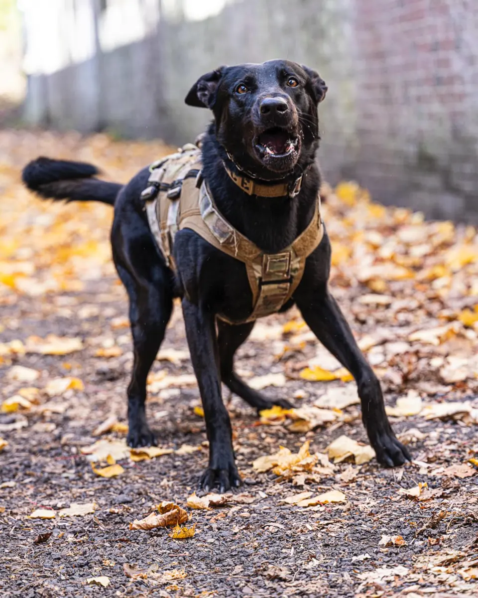 A black dog in a tactical harness standing among autumn leaves